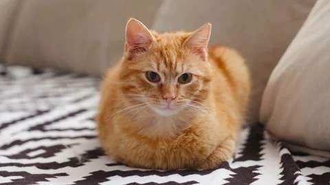 Soft ginger cat rests on patterned blanket 스톡 동영상 333266017