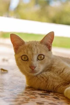 Soft ginger cat rests on tiled surface Stock Photos
