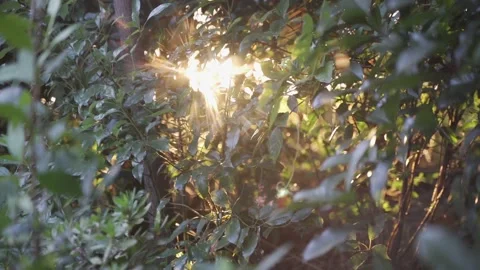 Soft, Golden Light At Sunset Seen Through Bushes, Golden Glow Stock Footage 170472525