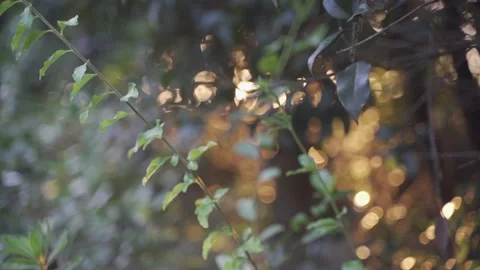 Soft, Golden Light At Sunset Seen Through Bushes, Golden Glow. Stock Footage 170472575