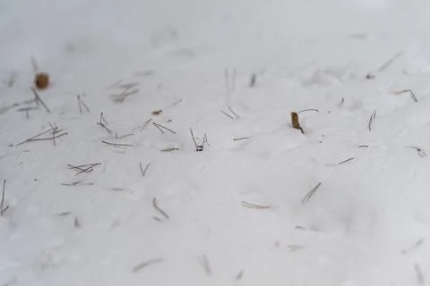 Soft granular snow accented by tiny needlelike structures and fragments. Intrica Stock Photos