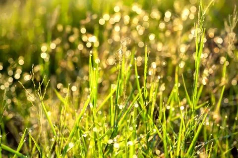 Soft grass field background after rainning in evening Foto stock
