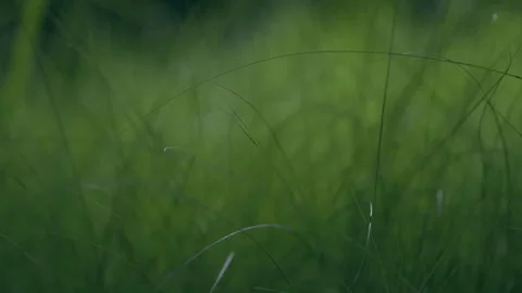 Soft grass green background night moon light illuminate garden scape details Video stock 247039768