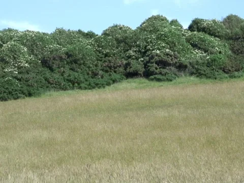 Soft Grass Landscape Stock Footage 490276