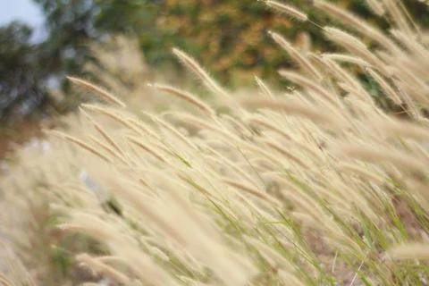 Soft grass Stock Photos