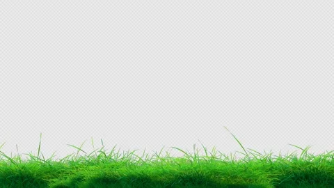 Soft Grass Swinging on Transparent Alpha Stock Footage 307498452