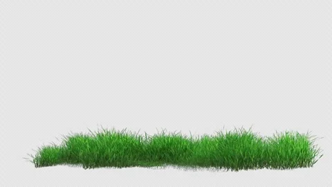 Soft Grass Swinging in Wind Loop Stock Footage 306296145