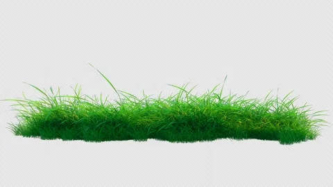 Soft Grass Swinging in Wind Loop Stock Footage 308637222