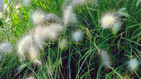 Soft grass in wild place. Stock Footage 144433150