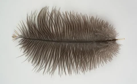 Soft gray-brown feather on white background. Foto stock