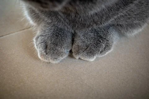 Soft gray cat paws rest on a flat surface Stock Photos