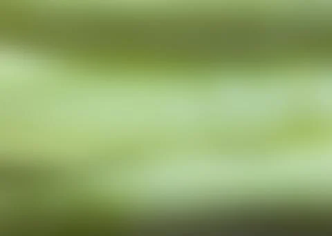 Soft green abstract gradient blur background, defocused nature bokeh with c.. Stock Photos