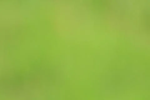 Soft green abstract pattern background. Stock Photos