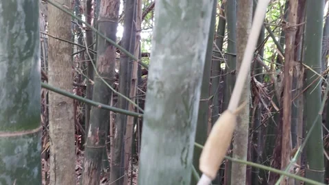 Soft green bamboo trunk Stock Footage 261032666