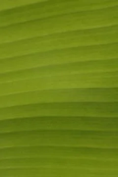 Soft Green Banana Leaf Pattern Background Stock Photos
