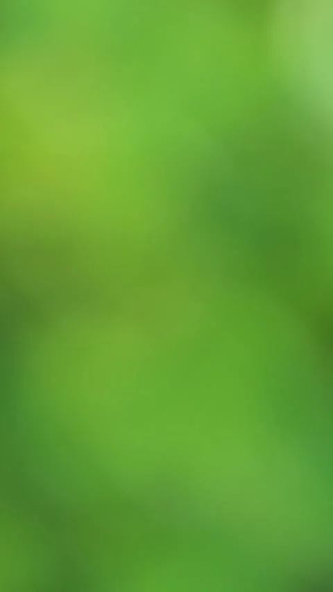 Soft green bokeh background Stock Footage 262628753