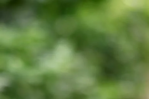 Soft green bokeh background texture for design. Blurred natural light effec.. Stock Photos
