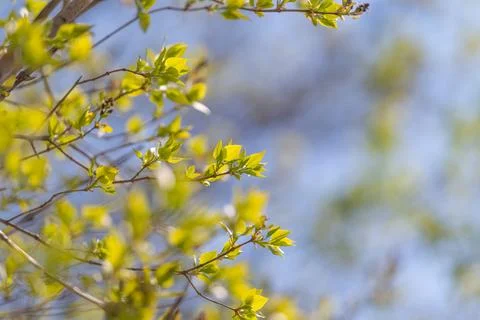 Soft green bokeh with budding branches, subtle gradient and airy composition, 写真素材