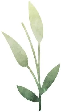 Soft green bud leaf sprig clip art isolated on white background Stock Illustration