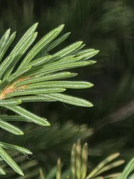 Soft green conifer pine branch Stock Photos
