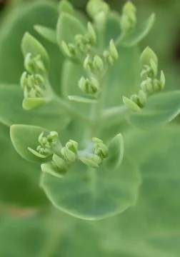 Soft green at ease 写真素材