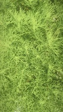 Soft green feathery leaves of Eupatorium capillifolium, variety 'Elegant Pl.. Stock Photos
