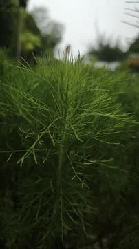 Soft green feathery leaves of Eupatorium capillifolium, variety 'Elegant Pl.. Stock Photos