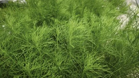 Soft green feathery leaves of Eupatorium capillifolium, variety 'Elegant Pl.. Stock Photos