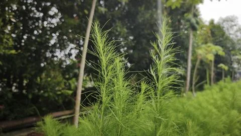 Soft green feathery leaves of Eupatorium capillifolium, variety 'Elegant Pl.. Stock Photos