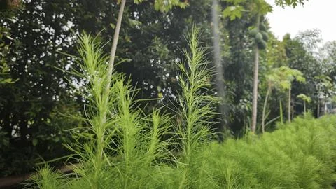 Soft green feathery leaves of Eupatorium capillifolium, variety 'Elegant Pl.. Stock Photos