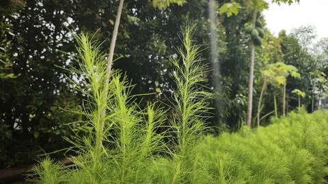 Soft green feathery leaves of Eupatorium capillifolium, variety 'Elegant Pl.. Stock Photos
