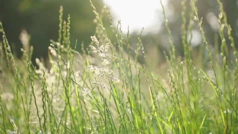 Soft green Stock Footage 244086961
