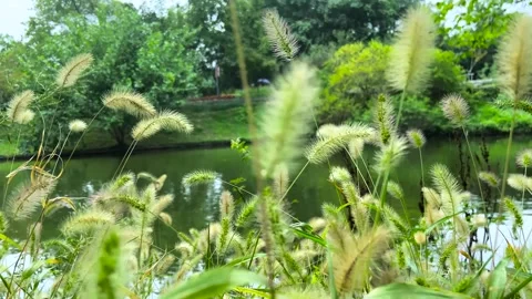Soft Green Foxtail Grass Swaying Gently Near A Calm River In A Park Stock Footage 342217810