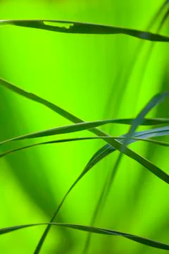 Soft green grass background Foto stock