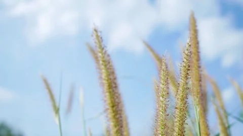 Soft green grass leaves dancing in the wind Stock Footage 330584627