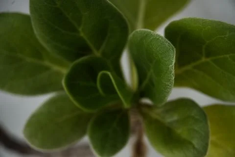 Soft Green Leaf Texture Close Up Stock Photos