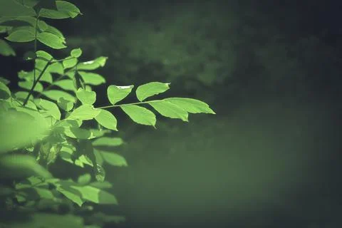 Soft green leaves background Stock Photos