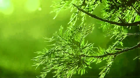 Soft Green Leaves Stock Footage 24828735
