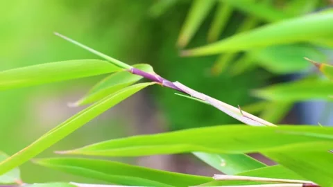 Soft green leaves frame a slender stem Stock Footage 335488458