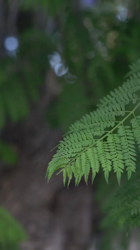 Soft green leaves with shallow depth of field create a calming visual atmosphere Stock Footage 336027142