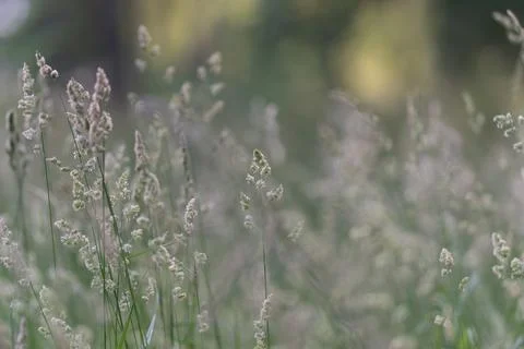 Soft green meadow with delicate grass seed heads in morning light Stock Photos