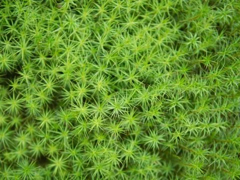 Soft green moss background Stock Photos