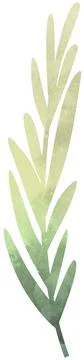 Soft green olive leaf sprig clip art isolated on white background Stock Illustration