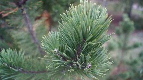Soft Green Pine Tree Tips and New Growth Stock Photos
