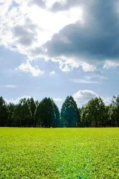 Soft Green plain with trees and heart pattern light Soft Green plain with ... Stock Photos
