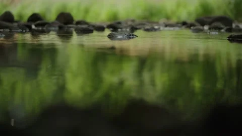 Soft green reflections in a river of Temska, Serbia Stock-Footage 236704587