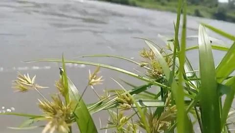 Soft green by the river. 스톡 동영상 333495247