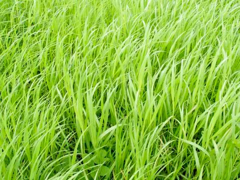Soft green spring thick grass on a meadow Stock Photos