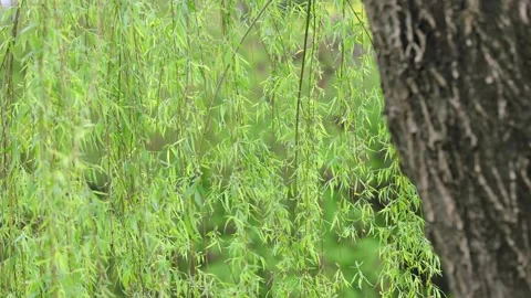 Soft Green Willow Tree Branches Swaying Gently in the Summer Breeze Stock Footage 342003177
