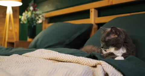 Soft grey cat napping peacefully on bed with green sheets, nestled under beige Stock Footage 307551995